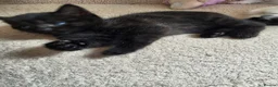 Mixed Breed cats for sale: Kittens  - Advert 5