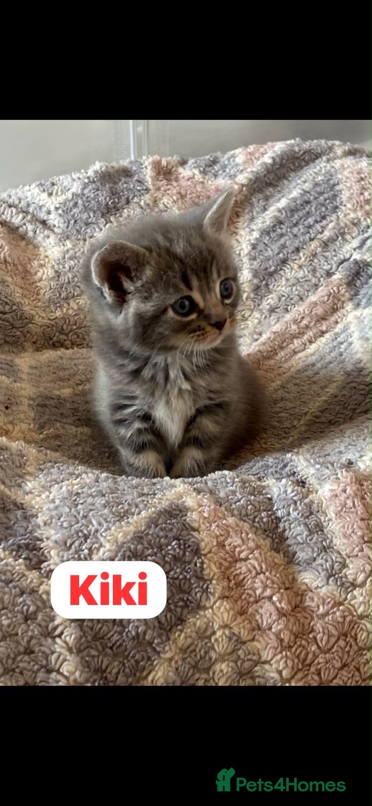 Mixed Breed cats 🩵🩷…7 stunning kittens…🩷🩵 - Advert 1