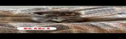 Mixed Breed cats for sale: 🩵🩷…7 stunning kittens…🩷🩵 - Advert 3