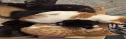 Mixed Breed cats for sale: The Most Adorable Kittens - Advert 5
