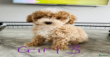 Miniature Poodle dogs - Advert 2