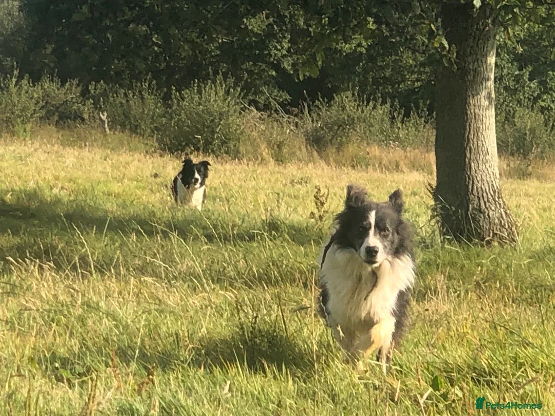Border Collie dogs for sale: Border Collie Puppies - Advert 6