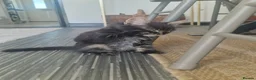 Mixed Breed cats for sale: Maine Coon mix kittens  in Heathfield - Advert 20