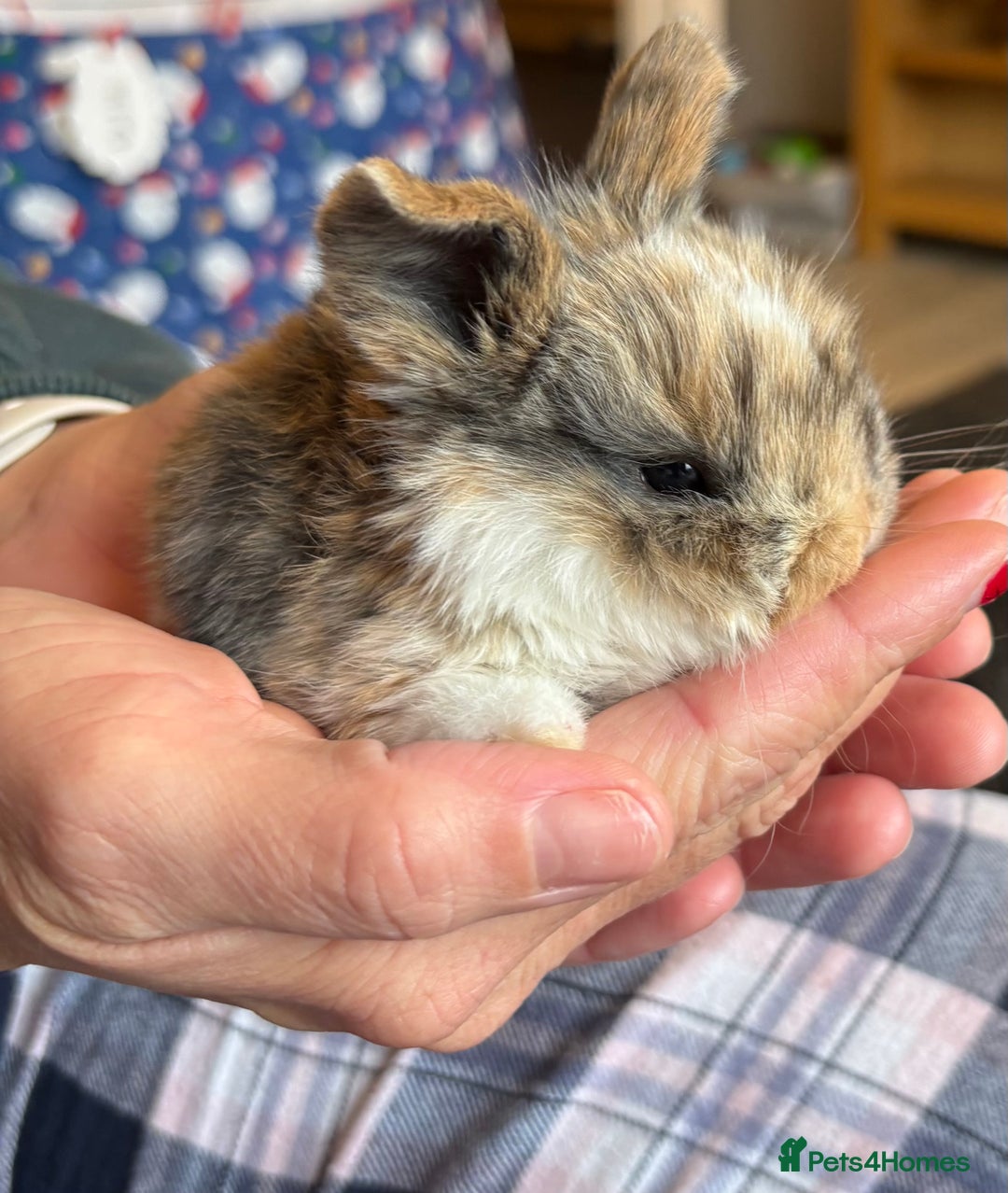 Mini Lop rabbits for sale: Pure Bred Mini Lop babies - Advert 22