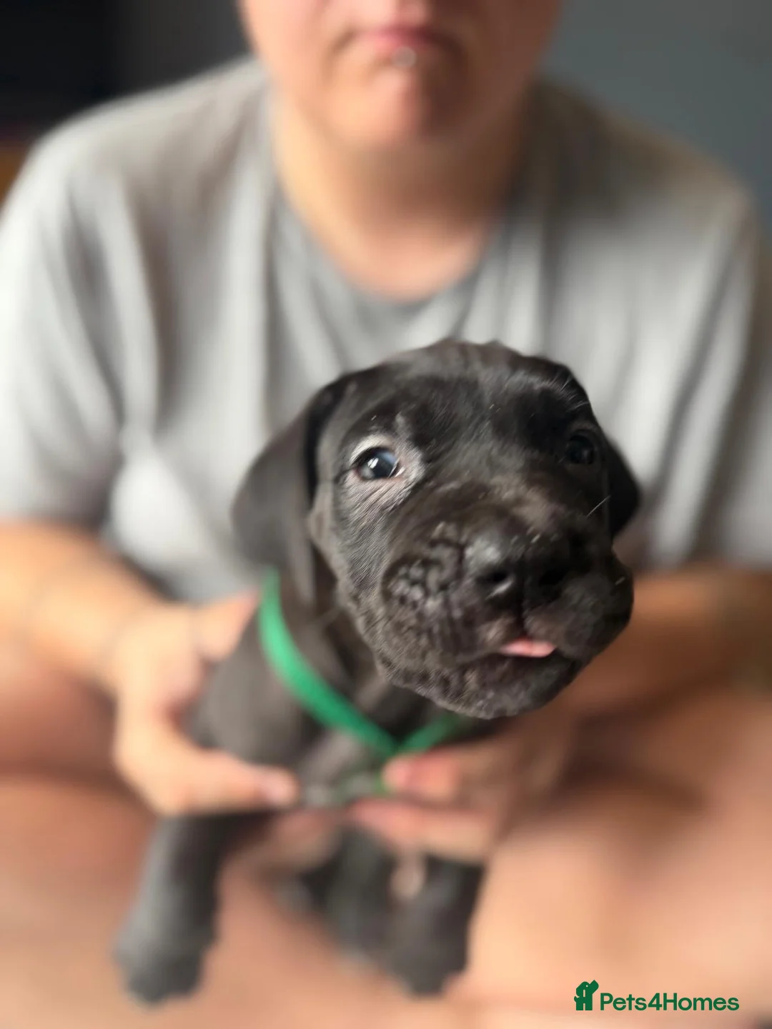 Cane Corso dogs for sale: 🐾🐾READY TO VIEWPure Breed Cane Corso Puppy’s🐾🐾 - Advert 2