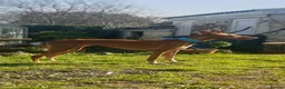 Ibizan Hound dogs for adoption: Cati a lovely calm girl who loves other dogs  in Alfreton - Advert 4
