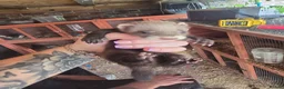 Ferret rodents for sale: Ferrets for sale - Advert 3