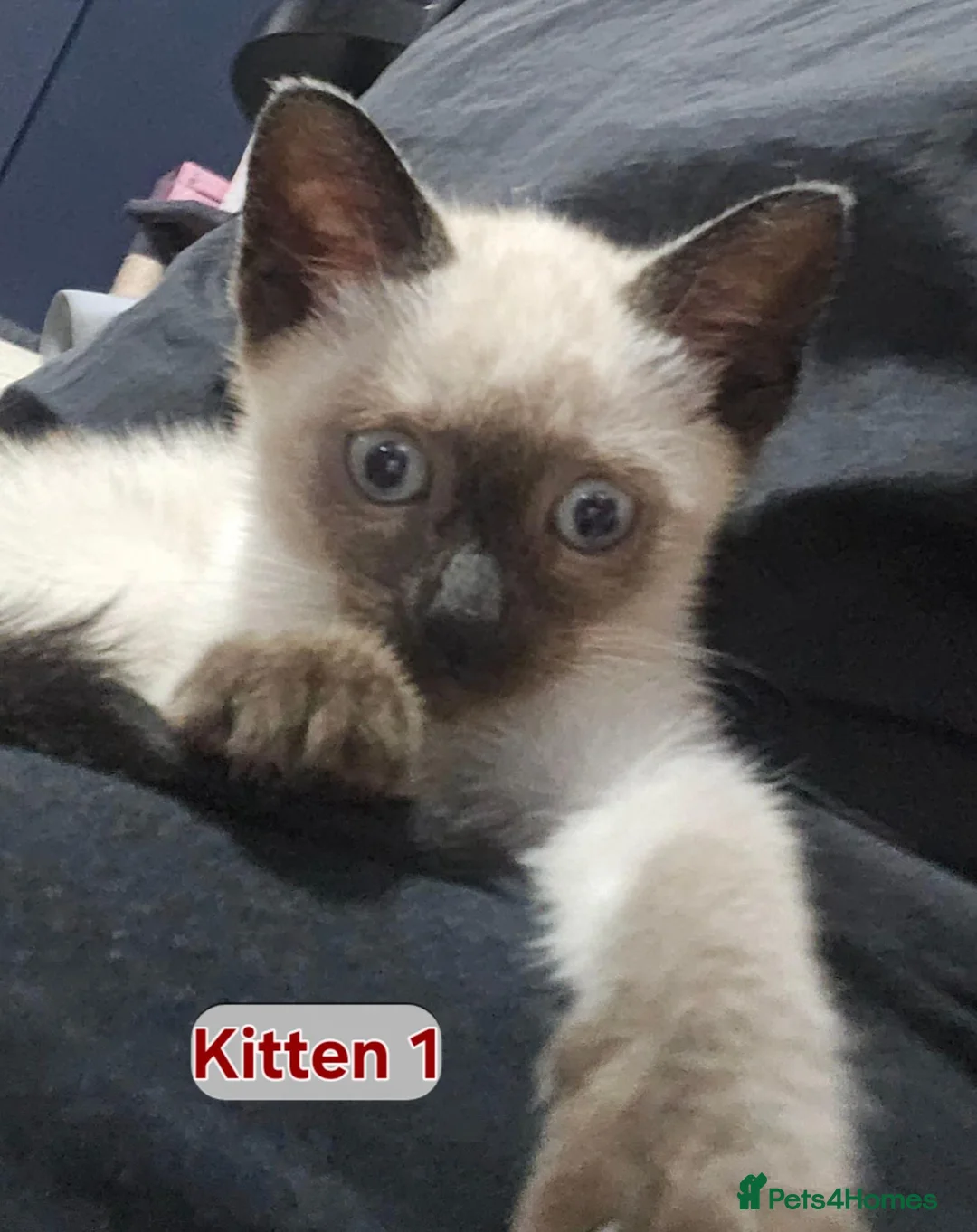 Snowshoe cats for sale: Rare pedigree snowshoe kittens - Advert 37