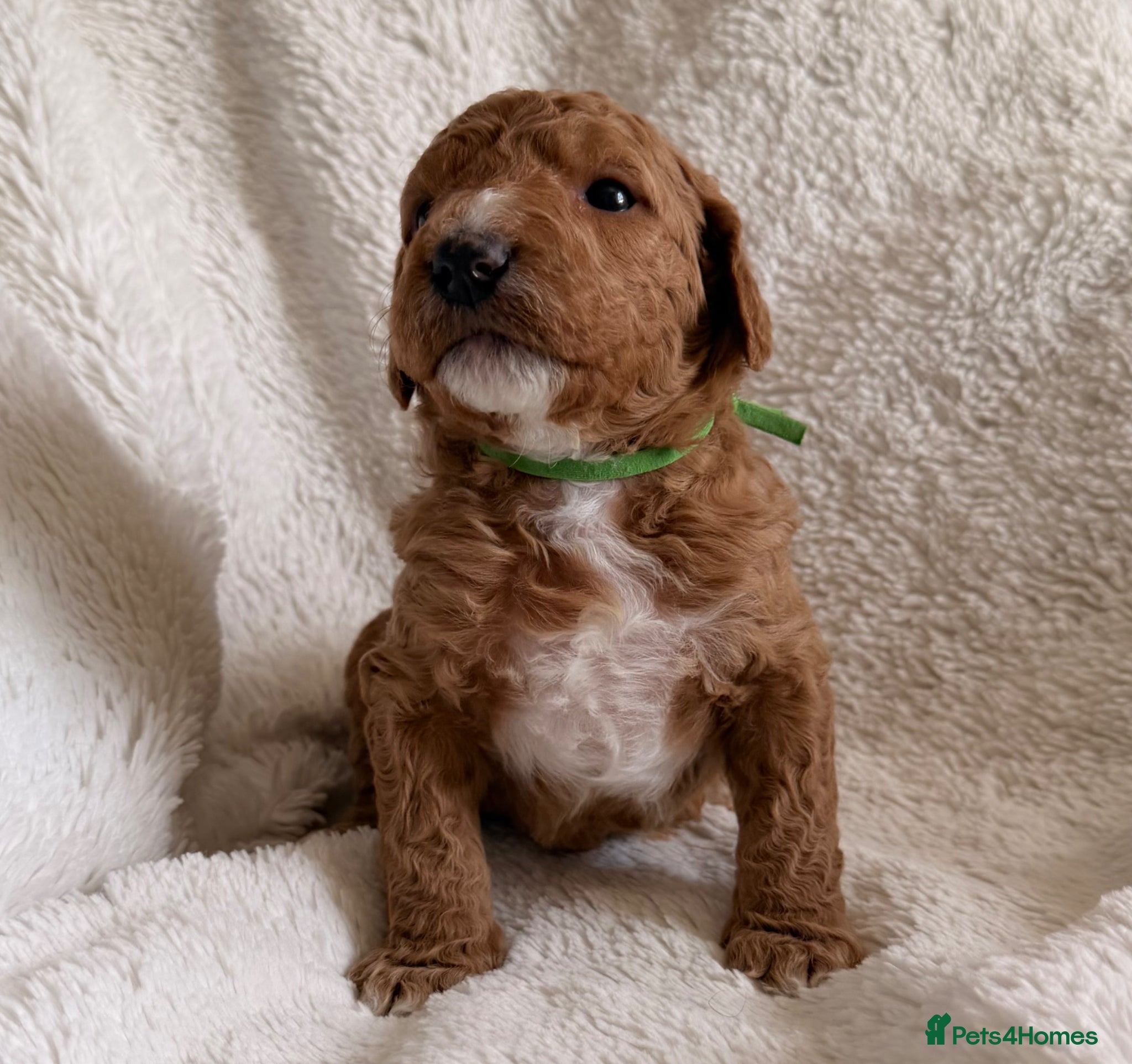 Mini Goldendoodle dogs EXCEPTIONAL AUSTRALIAN DOODLES 🐾 HEALTH TESTED🐾  - Advert 15