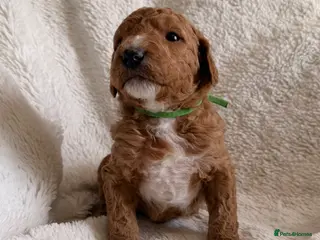 Mini Goldendoodle dogs EXCEPTIONAL AUSTRALIAN DOODLES 🐾 HEALTH TESTED🐾 - Advert 15