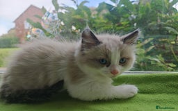 Ragdoll cats for sale: Ragdoll/Siamese Beautifull kitten +chip - Image 7