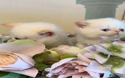Persian cats for sale: Exotic persians  - Image 8