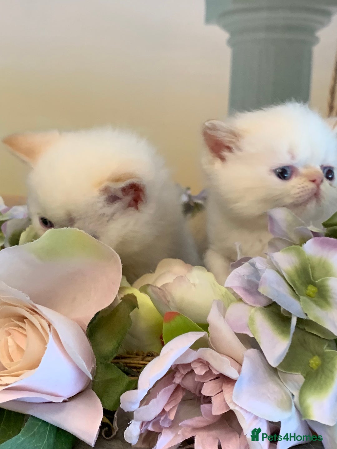 Persian cats for sale: Exotic persians  - Image 8