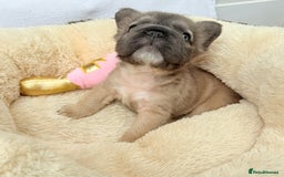French Bulldog dogs for sale: Visual fluffy ** French bulldog puppies - Image 19