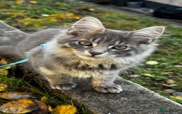 Maine Coon cats for sale: Beautiful XXL Maine Coon Boy 3 Months Old  - Advert 11