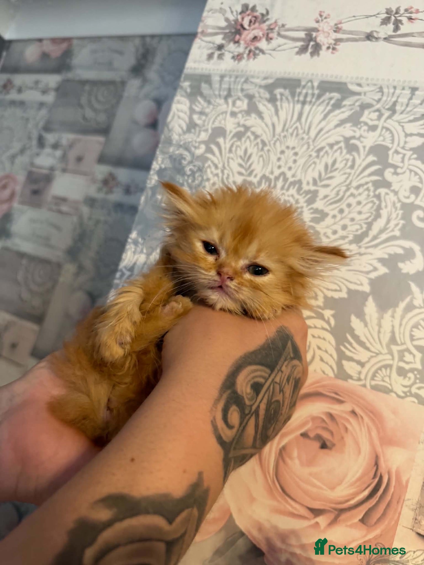 Persian cats 🌸FEW PERSIANS LEFT 🌸 - Advert 2