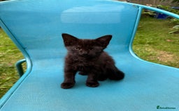 Mixed Breed cats for sale: Black kittens Manchester  - Image 3