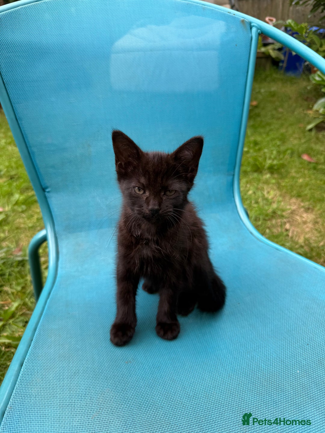 Mixed Breed cats for sale: Black kittens Manchester  - Image 3