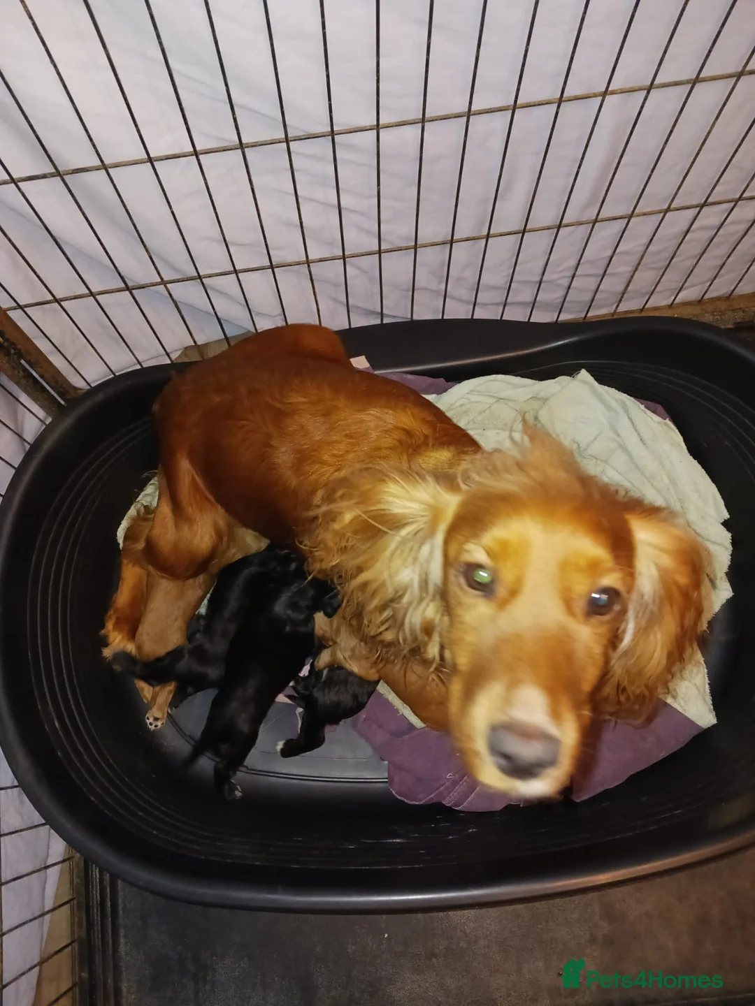 Cocker Spaniel dogs for sale: Cocker spaniel puppies  in Birmingham - Advert 1