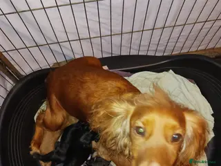 Cocker Spaniel dogs Cocker spaniel puppies - Advert 6