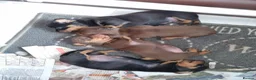 Miniature Dachshund dogs for sale: Miniature Dachshund Puppies - Advert 6