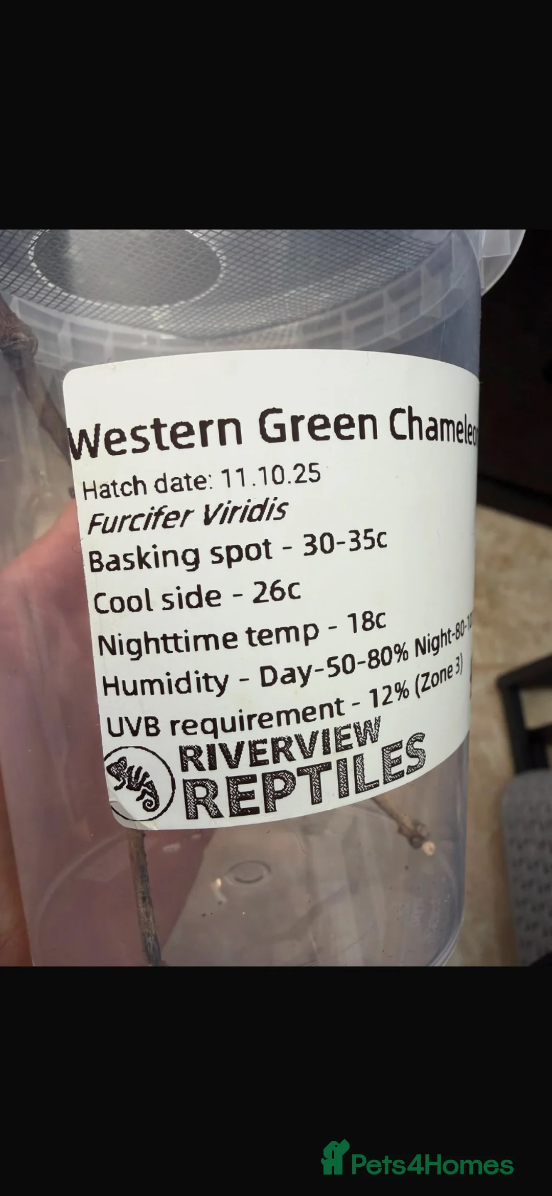 Chameleon reptiles for sale: Western Green Chameleon Male  in Grantham - Advert 11