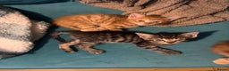Domestic Shorthair cats for sale: Beautiful ginger & tabby kittens available 20 Dec - Advert 9