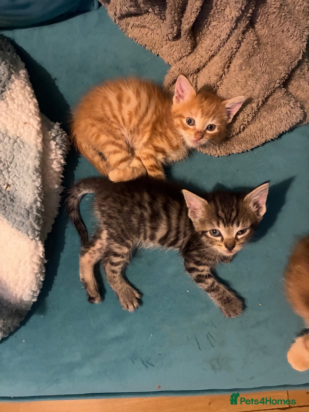 Domestic Shorthair cats for sale: Beautiful ginger & tabby kittens available 20 Dec - Advert 9