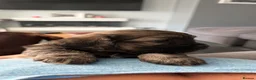 Mixed Breed dogs for sale: Schweenie puppy left looking for her forever home in Neath - Advert 8