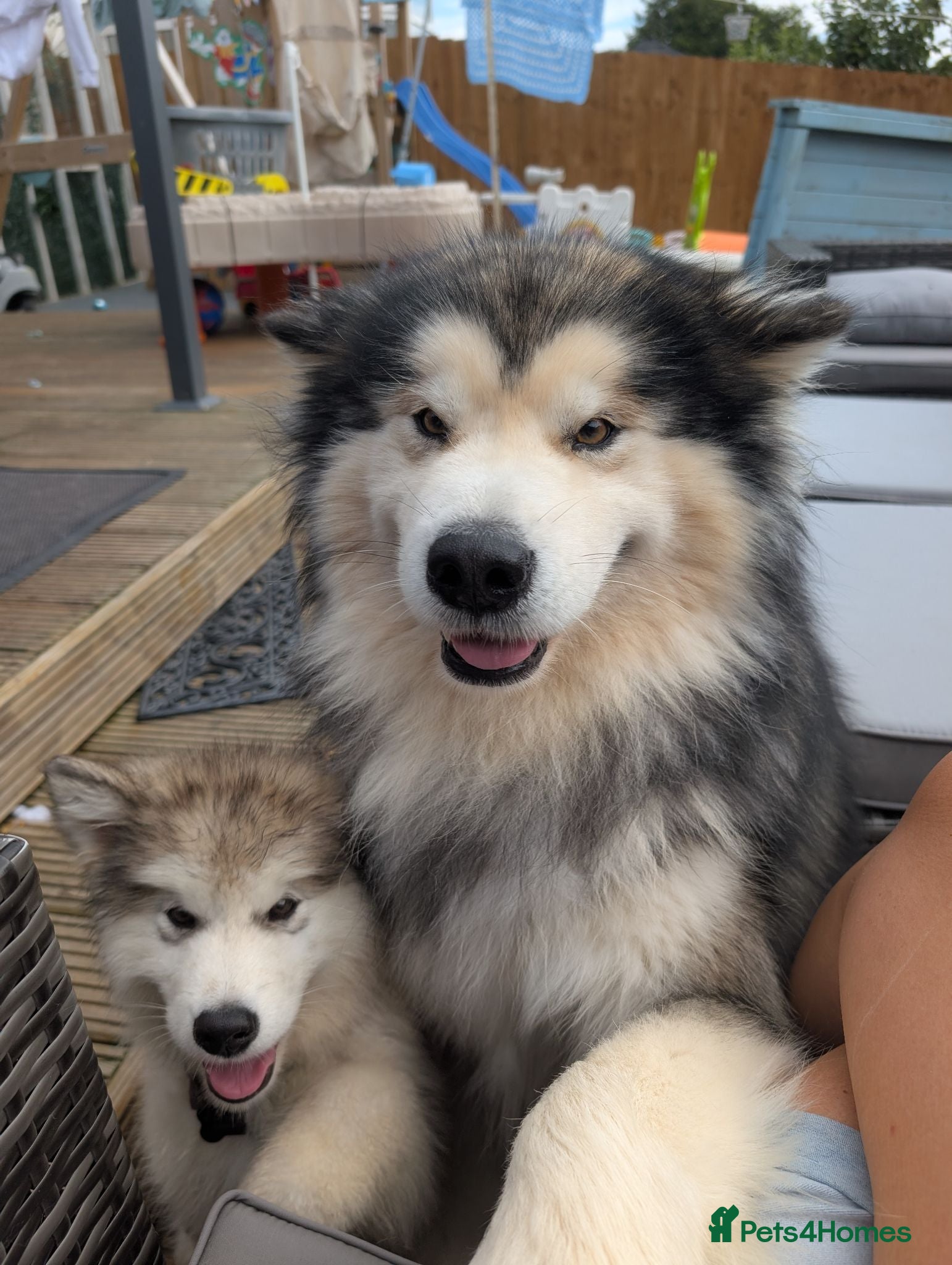 Alaskan Malamute dogs KC Registered Alaskan Malamute pups - Advert 2