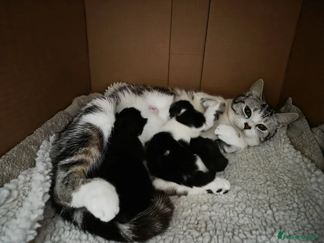 Mixed Breed cats for sale: Gorgeous Long Haired Kittens  in St Albans - Advert 2