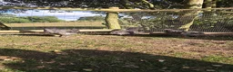 Chickens poultry for sale: Blue Jersey Giant Trio - Advert 8
