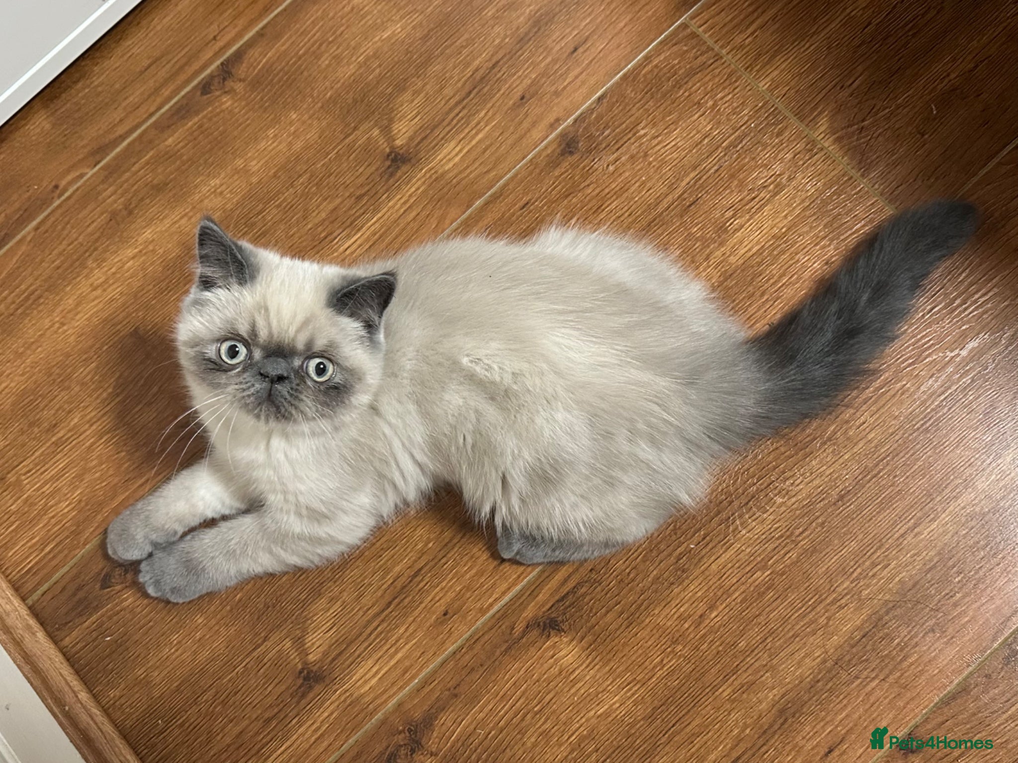 Exotic cats LAST BOY - Exotic x Persian Blue Point Kittens 🌟 - Advert 4