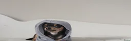 Chihuahua dogs for sale: Pedigree Teacup Chihuahua for Rehoming  - Advert 5