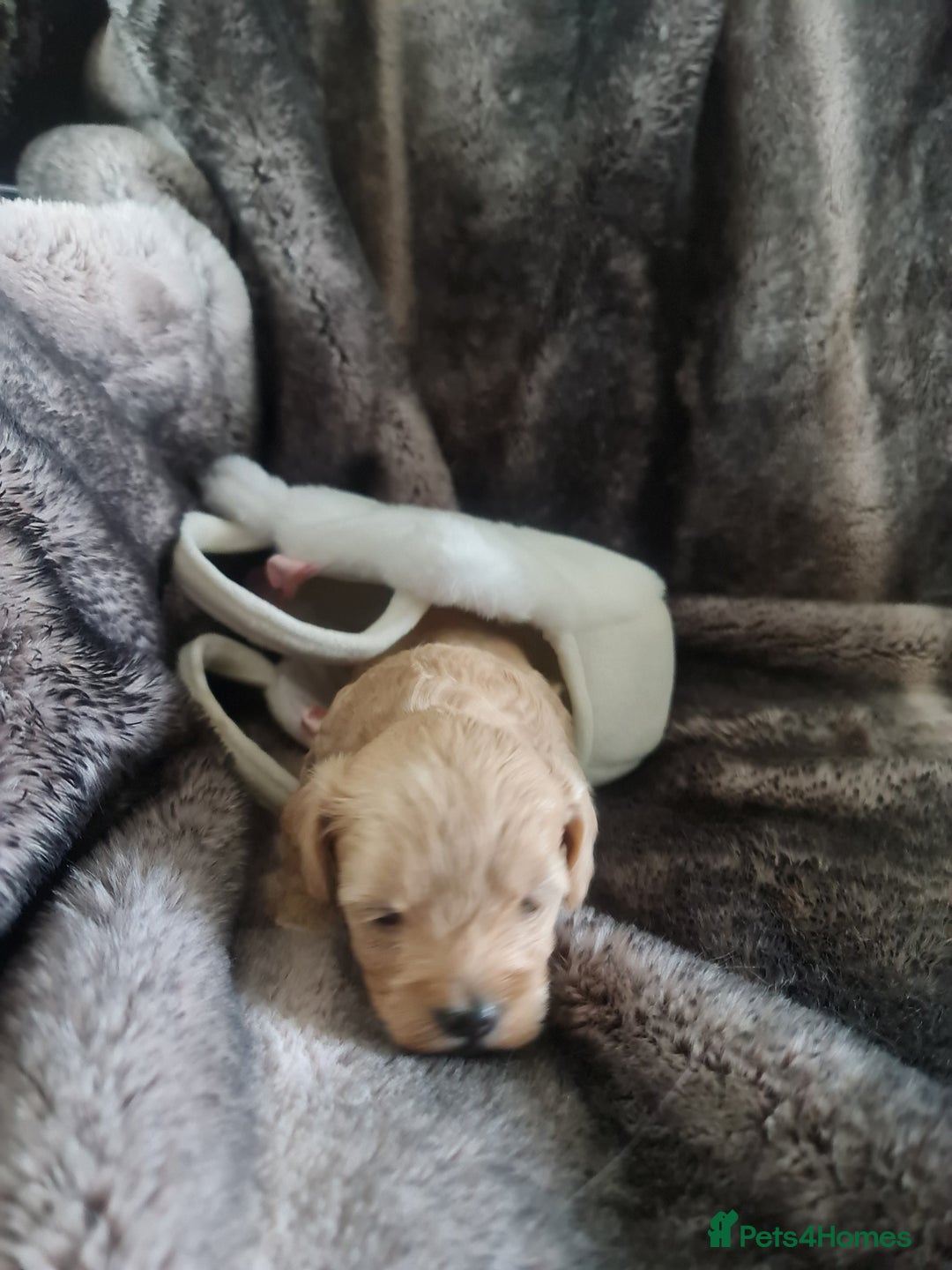 Maltipoo dogs for sale: Multipoo boy - Image 2