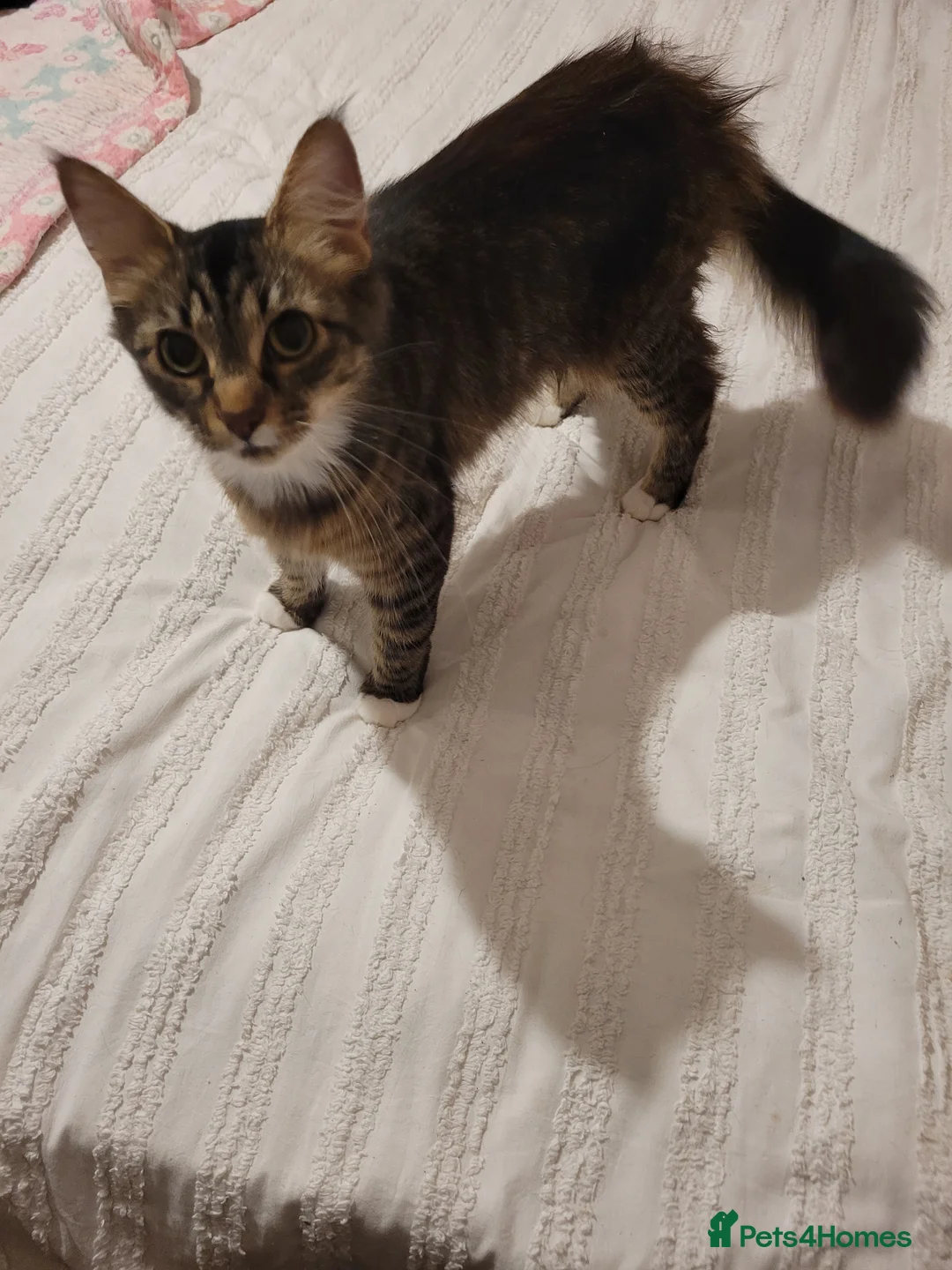 Mixed Breed cats for sale: 4 Mixed breed kittens - Advert 1