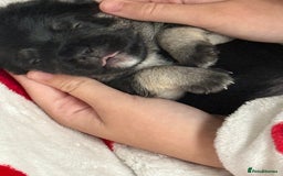 Mixed Breed dogs for sale: Froodle pups  - Image 14