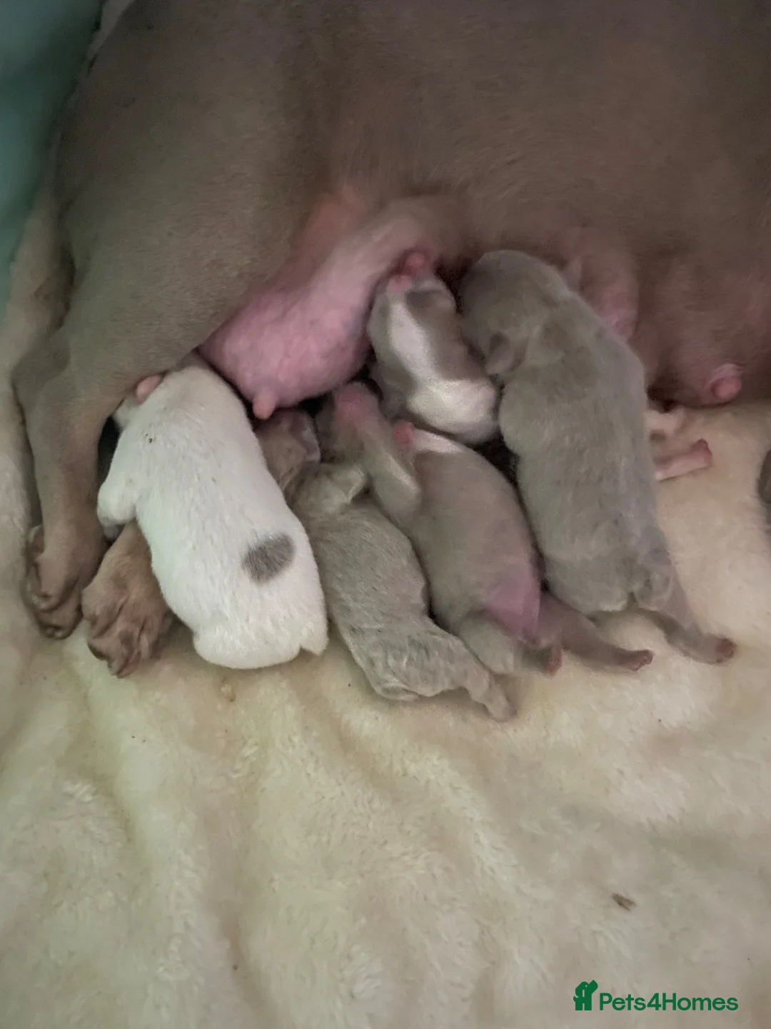 French Bulldog dogs for sale: French bulldog puppies  in Peterlee - Advert 13