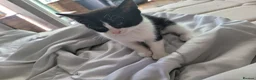 Mixed Breed cats for sale: 7 adorable kittens ready for a new home - Advert 8