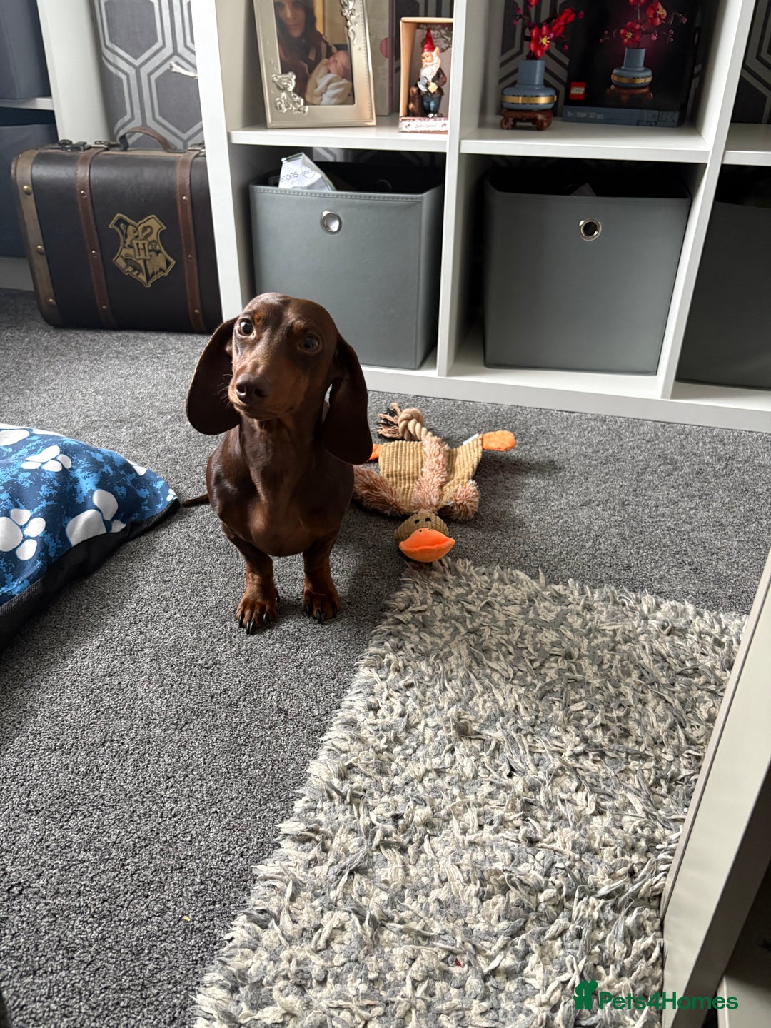 Miniature Dachshund dogs for stud: Miniature Dachshund STUD dog  - Advert 16