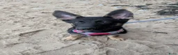German Shepherd dogs for sale: Thor the German shepherd puppy 4 months old - Advert 13