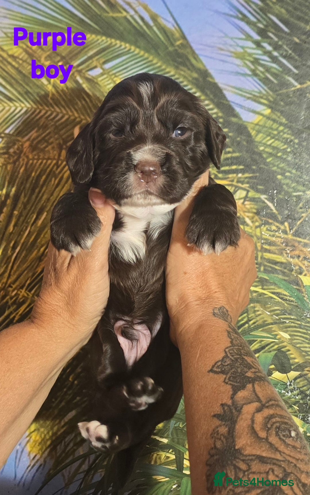 Sprocker dogs for sale: Beautiful Sproker pups for sale   - Image 9