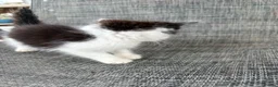 Mixed Breed cats for sale: Beautiful female kitten - Advert 4