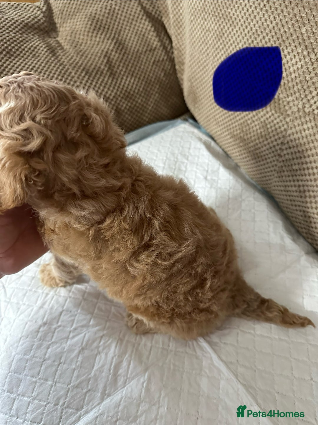 Cockapoo dogs for sale: Outstanding Cockapoos Puppies. 4 boys💙 2 girls 💗 - Image 22