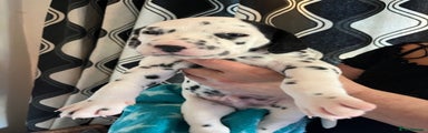 Dalmatian Puppy 5