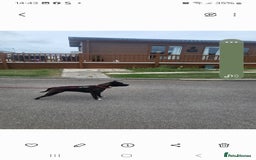 Staffordshire Bull Terrier dogs for sale: Staffordshire bull terriers puppy's  - Advert 8