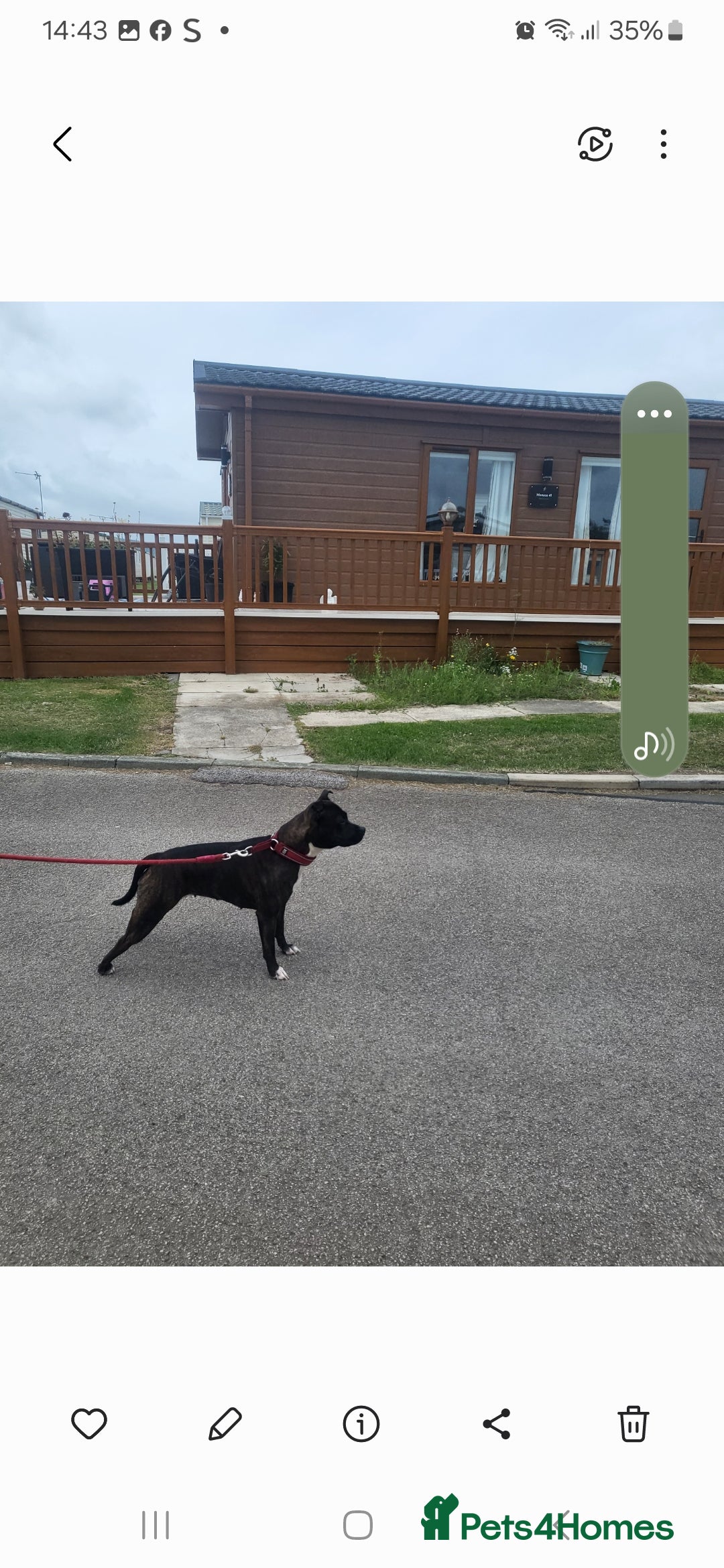 Staffordshire Bull Terrier dogs for sale: Staffordshire bull terriers puppy's  - Advert 8