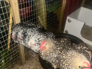 Chickens poultry Chickens and chicks read description - Advert 14