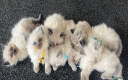 Ragdoll cats for sale: Beautiful Ragdoll Kittens ready to go!💙 - Image 1