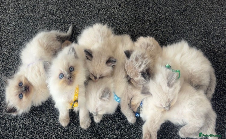 Ragdoll cats - Advert 2